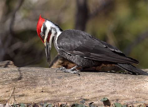 Barbed Tongue Pileated Woodpecker By Gary Fairhead Redbubble