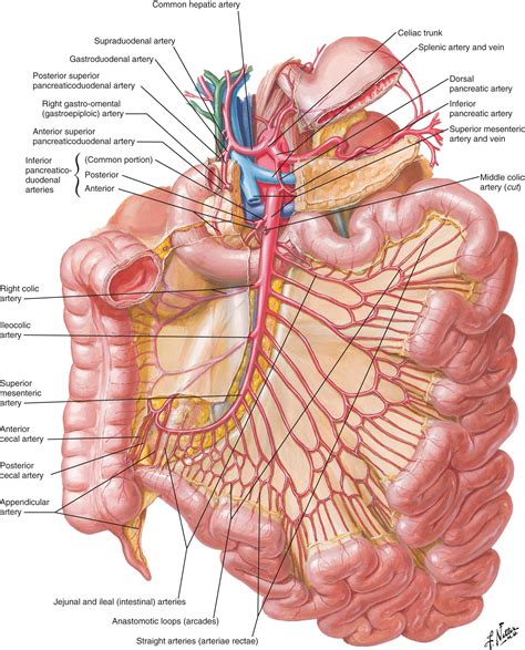 Anatomy And Physiology Of The Small Intestine Clinical Tree