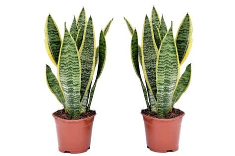 Sansevieria Laurentii Set de 2 Langue de belle mère 12cm Hauteur