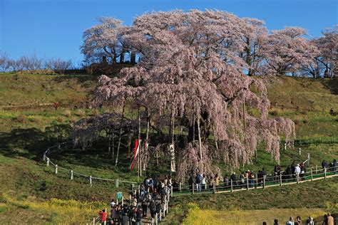 ポストカード三春滝桜 福島県 Koubou Pt 051 【驚きの値段で】