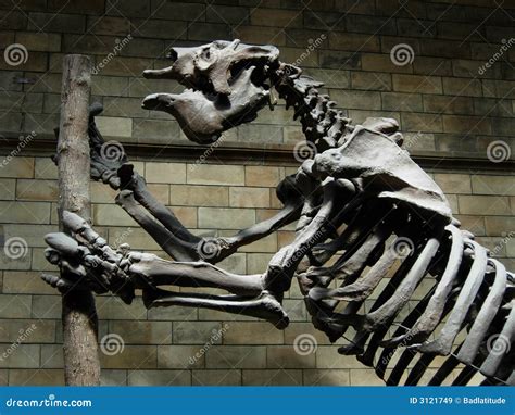 dinosaur skeleton  museum editorial photo cartoondealercom