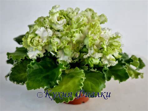 Фиалки Морев, НК, НД, ВаТ, ПТ, ЕК