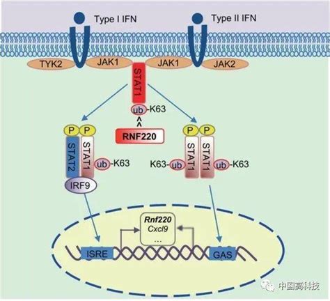 前沿科技 中科院科学家合作研究揭示干扰素信号通路的调控新机制动物