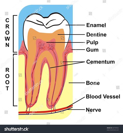 Crosssection Tooth Crown Root Including Parts Stock Illustration