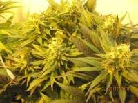 Skunk Sensi Seeds Galerie Des Vari T S Page No