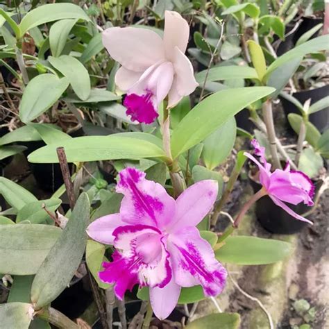 Orquídea Espécie Cattleya Intermedia muda Adulta Flor Rosa