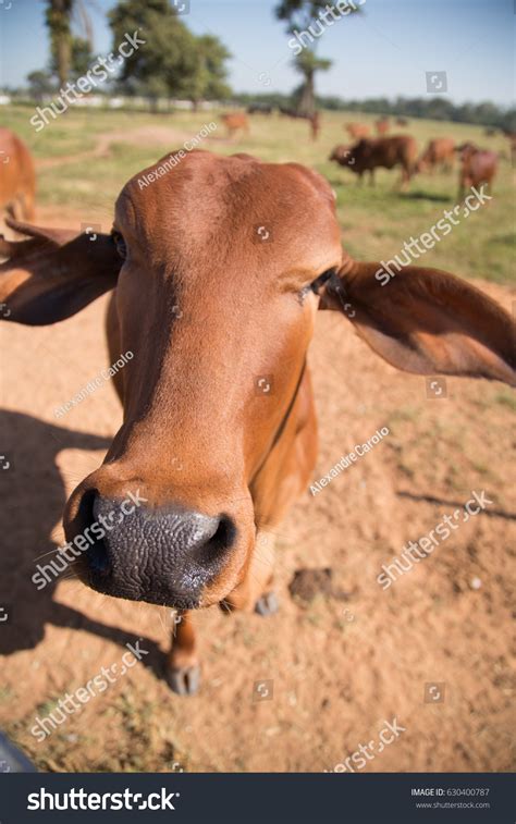 Sindhi Cattle Brazilian Zebu Breed Stock Photo 630400787 Shutterstock