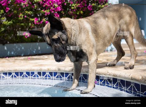 The Dog Guarding Near Swimming Pool German Shepherd Stock Photo Alamy