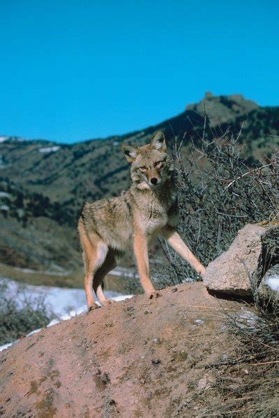 The Habitat of a Desert Coyote | Animals - mom.me