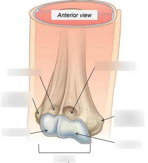 Distal Humerus Bony Landmarks Diagram Quizlet