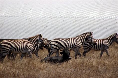 Zebras near Hearst Castle | Hearst castle, Zebras, Castle