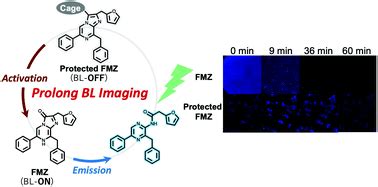 Long Term Single Cell Bioluminescence Imaging With C Position