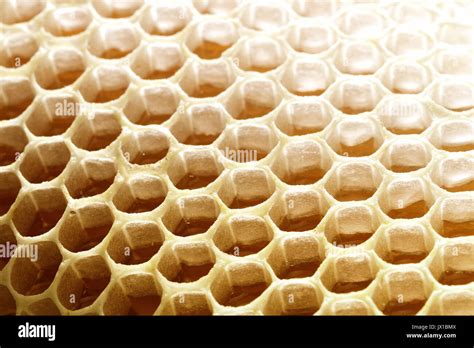 Honey Bee Wax Honeycomb Cells With Sweet Honey Stock Photo Alamy