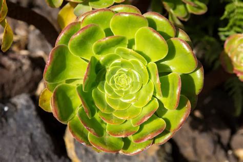 Giant Velvet Rose Aeonium Canariense How To Grow And Care For This