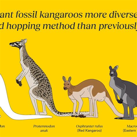 Giant Fossil Kangaroos Scientists Identify Three New Species Of