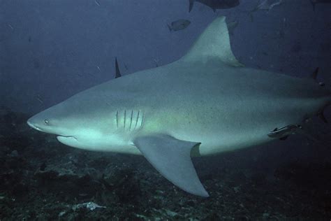 ¿qué Sabés Sobre Los Tiburones Que Habitan Nuestras Aguas