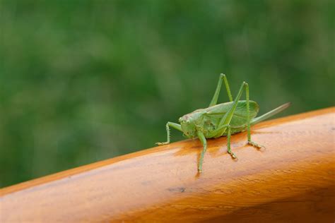 X Wallpaper Green Katydid Peakpx