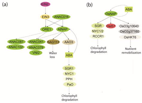 Plants Free Full Text Nac Transcription Factors In Senescence From