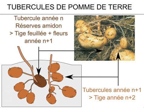 Lumière Sur La Pomme De Terre Lycée Louis Bascan