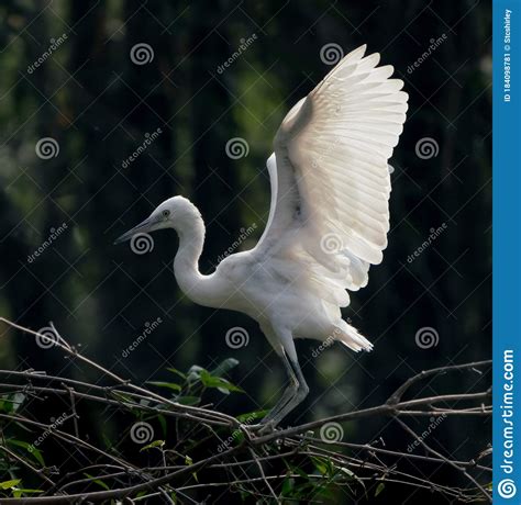 The Great Egret Standing on a Tree Branch Under the Sunlight Stock