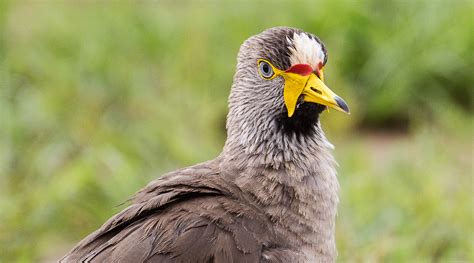 Days Uganda Birding Watching Safari Endemics Gorilla Trek