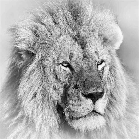 Black And White Photography Lion