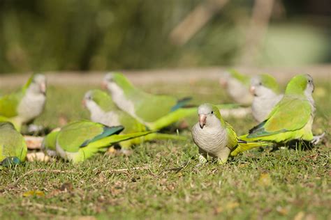 Monk Parakeet Quaker Parrot Profile And Care Guide