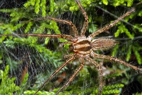 Grass Spider Agelenopsis North American Insects And Spiders