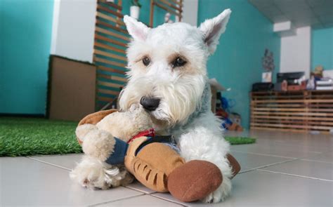 How Do I Stop My Miniature Schnauzer From Biting Hubpages