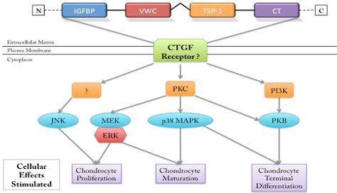 Figure 2 From The Role Of Connective Tissue Growth Factor Ctgfccn2