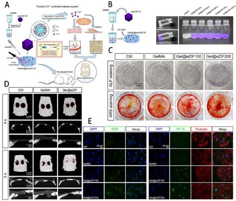 Engineering GelMA Hydrogel For Cartilage Tissue A Schematic Overview