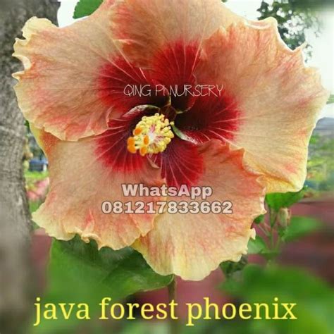 Jual Tanaman Hidup Langka Bunga Hibiscus Java Forest Phoenix Bunga