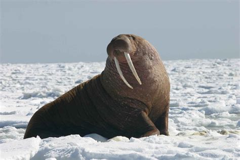 Fotos gratis mar naturaleza nieve frío mirando fauna silvestre