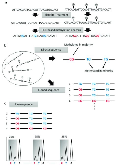 A A Schema Of Bisulfite Treatment Of The Sample Dna Unmethylated