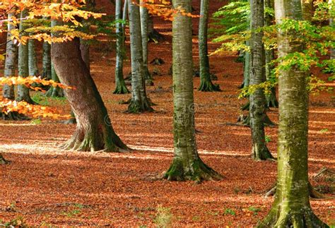 Folhas De Outono Na Floresta Foto De Stock Imagem De Dispersado