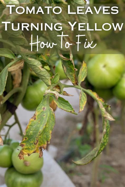 Tomato Leaves Turning Yellow On Plant And How To Fix