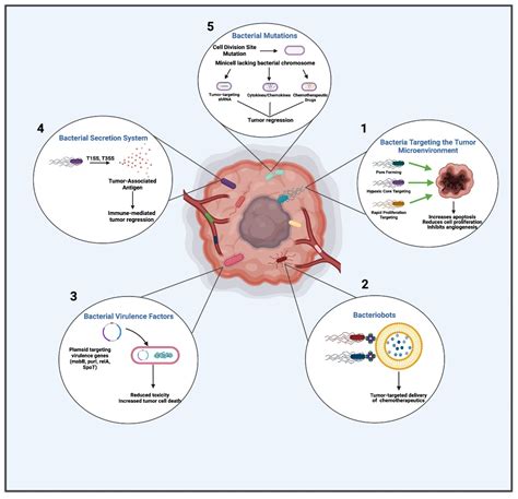 Vaccines Free Full Text Bacterial Based Cancer Therapy Bbct Recent Advances Current