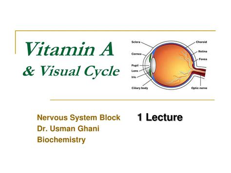 vitamin  visual cycle powerpoint