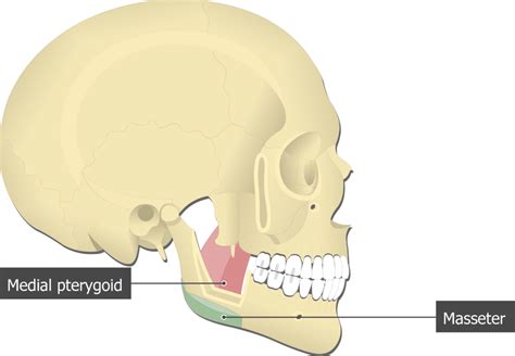 Buccinator Muscle Origin And Insertion