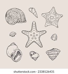 Seashells Marine Starfish Scallop Seashell Vector Stock Vector Royalty