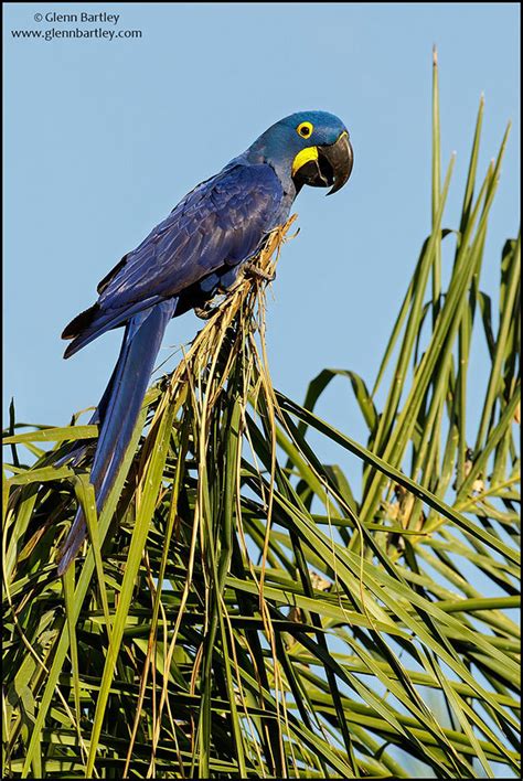 Hyacinth Macaw Photographed in Brazil. Photograph... - Birdzilla.com