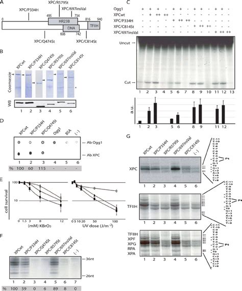 Dna Repair Activities Of The Recombinant Xpc Hr23b A Diagram Of Xpc