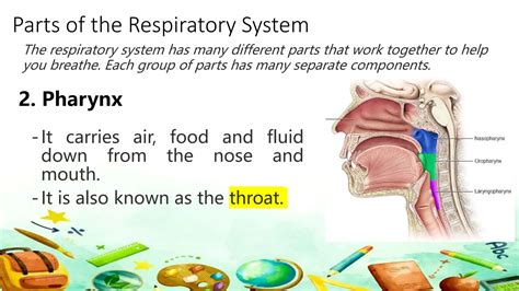 Respiratory System Grade 9 Science Quarter 1 Week 1 Ppt