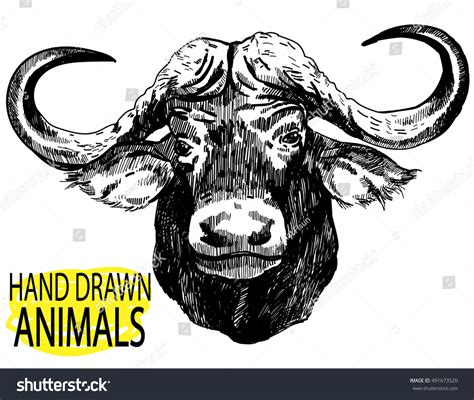 The Head African Buffalo Drawing By Stock Vector 491673520 - Shutterstock