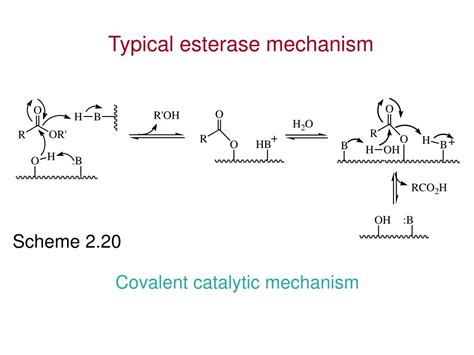 PPT The Organic Chemistry Of Enzyme Catalyzed Reactions Chapter 2