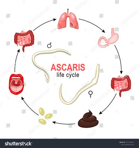 Ascaris Life Cycle Most Common Human Stock Vector (Royalty Free) 1431756017 | Shutterstock