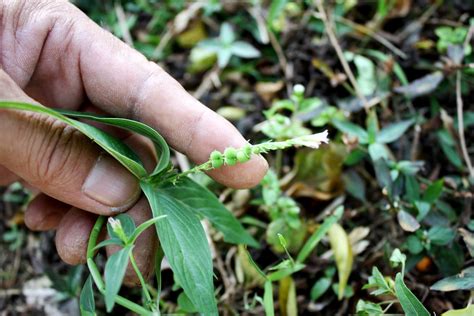 Spigelia Anthelmia L Petaling Jaya Selangor Malaysia S Flickr