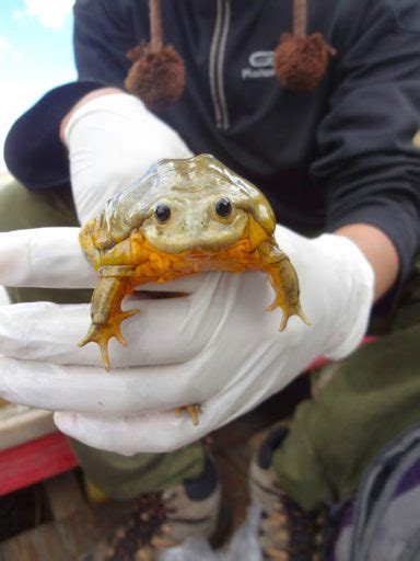 BOLIVIA Rana gigante del Titicaca continúa en peligro Solo Para