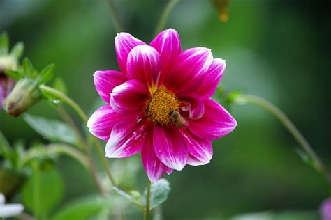 Des Plantes Qui N Attirent Pas Les Abeilles Fiche Pratique Sur Lavise Fr