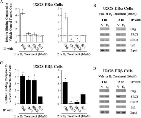 Chip Analysis Of The Tieg Intron 1 Enhancer Region Chip Assays Were